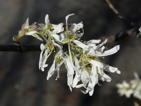{Amelanchier alabamensis}